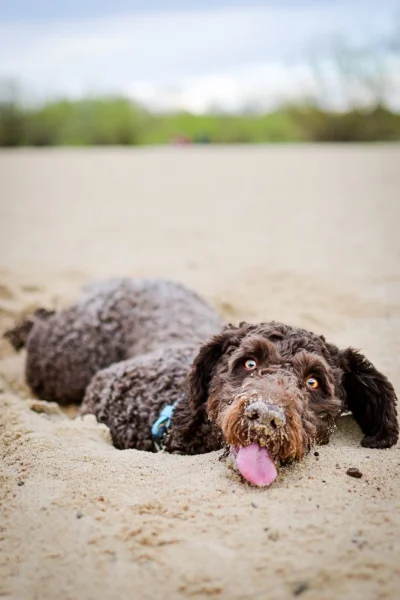 Sieniu - Dzisiejszy spacer z Kromka na plaży Zawady ʕ•ᴥ•ʔ 

#pies #psy #pokazpsa #zwi...