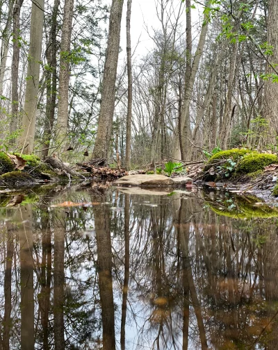 R2D2zSosnowca - Gristmill Open Space, Shelton #connecticut +16C

#r2d2zwiedza #natura...