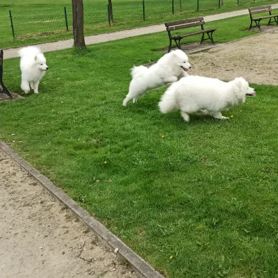 M_longer - Pies jest cieczą.

Od lewej Loki, Bella i Candy

#niedzwiedzpolujacynagale...