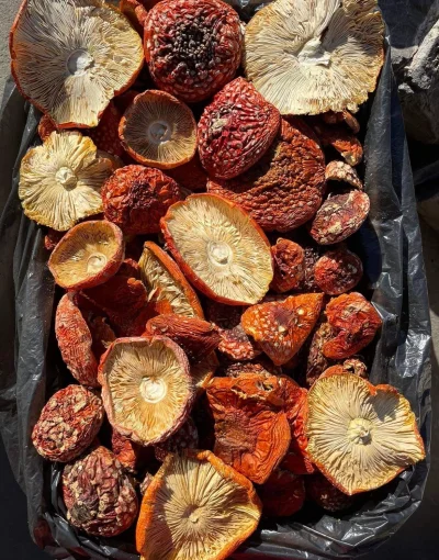 sklerwysyny_pl - @jakub-krzewicki: Ale amanita muscaria to Ty szanuj