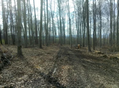 trzyakordy - witam #wroclaw, może jest ktoś chętny na ok 30km #spierdotrip #las w maj...