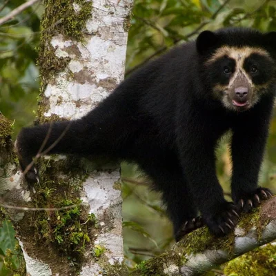 Lifelike - Zależność andyjskich niedźwiedzi od siedlisk położonych na dużych wysokośc...