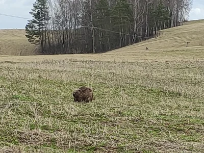 Karol1789 - Bóbr spotkany 1km od domu jakieś 2 tygodnie temu...