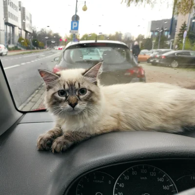 kecajek - Dzisiaj mój kot miał małą wycieczkę samochodem. Na postoju oczywiście musia...