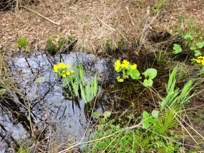 snorli12 - Piękny wiosenny Kaczeniec ( ͡° ͜ʖ ͡°) #las #kwiaty #lesnictwo