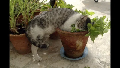 gvs - @LuckySpopielar: tyle, że jak kot wywęszy prochy/susz to nie będzie szczekał, a...