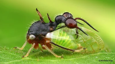 likk - zamiast powitania słów #porannaporcja Cyphonia clavataów

Cyphonia clavata -...