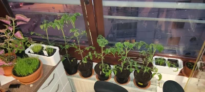Given - @Leotard00: no elo ( ͡° ͜ʖ ͡°) masz chyba spory balkon, skoro tyle pomidorów ...