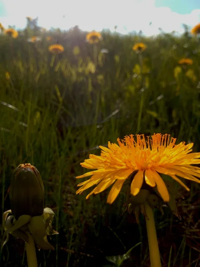 Z.....o - Kwiatuszki #kwiaty #fotografia #slonce #widoki