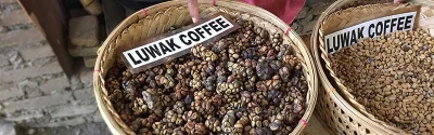 aloucie - @Lapidarny: To jest kopi luwak ( ͡° ͜ʖ ͡°)