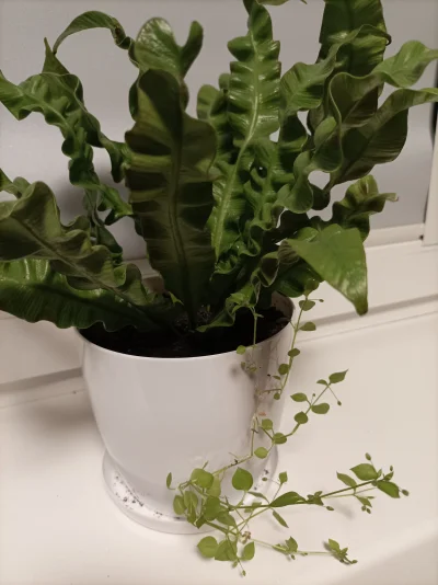 Dusiaklaudusia - Coś mi się dosadziło do Asplenium (ʘ‿ʘ)
Czy to Pilea, która stoi obo...