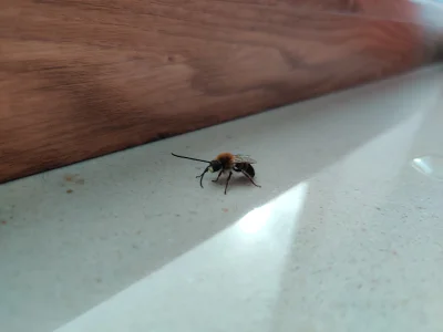Dokkblar - Co to za pszczółka z długimi czułkami do mnie przyleciała? #pszczoly #owad...