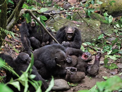 cheeseandonion - >Pimu the alpha male chimpanzee of the troupe of Lake Tanganyika, Ta...