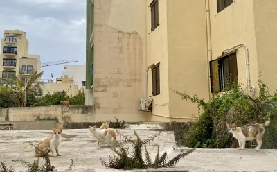 somskia - Zapraszam do obserwacji #maltanskiekitku i uroczyste otwarcie saszety #kote...