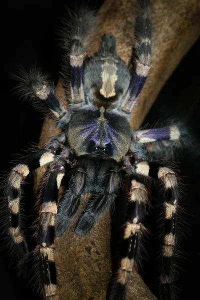 G....._ - Poecilotheria tigrinawesseli, dorosła samica po wylince - całkiem ładne ref...