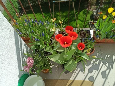 Zielonykubek - Wiosna ach to ty! Oto moja balkonowa plantacja w pełnej Krasie 
#kwia...