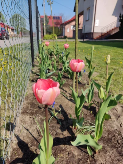 Sylwunia - Moje pierwsze tulipany, czuję się taka spełniona (ʘ‿ʘ) 乁(♥ ʖ̯♥)ㄏ
#kwiaty #...