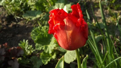 powsinogaszszlaja - W mojem łogródecku.


#rosliny #kwiaty #ogrod
