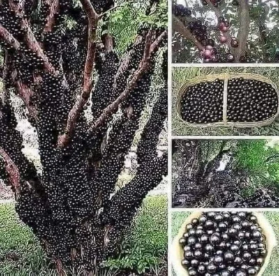 juzwos - Drzewo jabuticaba z Ameryki Południowej. Owoc rośnie bezpośrednio na pniu i ...