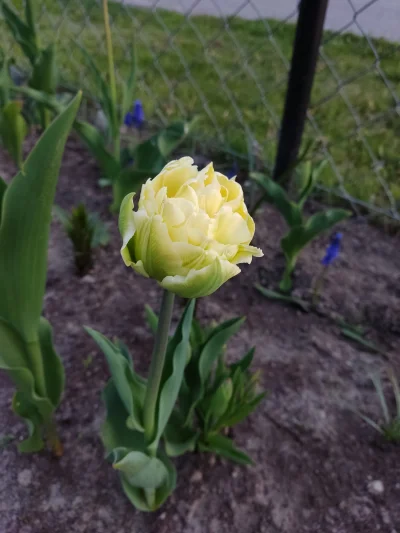 Sylwunia - Jakie to jest piękne 乁(♥ ʖ̯♥)ㄏ
#rosliny #ogrod #ogrodnictwo #kwiaty