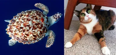 xhxhx - #6 Faktów i ciekawostek o kotach #calico
Żółwiowe koty
Rudo-kremowo-brązowe...