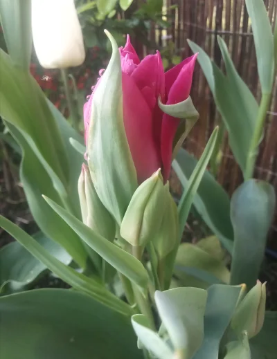 ciemnienie - Ogródek po deszczu i nowy kolor tulipana (｡◕‿‿◕｡) Super, że popadało!
#...
