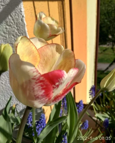 Zielonykubek - Tulipan elitarny piękna Polka prosto z balkonu. Podoba się Wam?
#kwia...