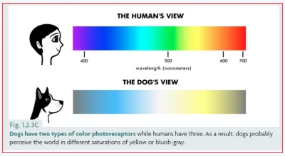 badziebadla - @dzek: po części valid, psy widzą głównie na żółto i niebiesko