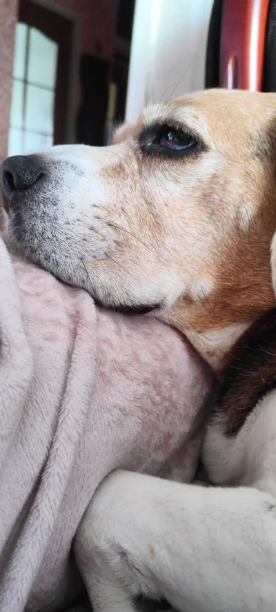 pekas - edit: zapomniałe zdjęcia, na wpół śpiący beagle