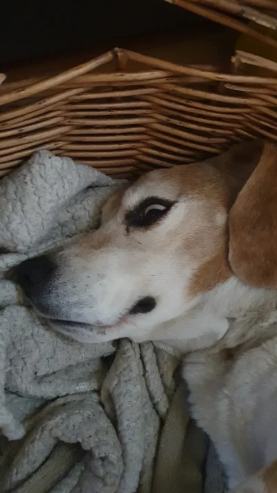 r4mzi - @GoplanaLodz: mój beagle pięknie śpi, 12 lat ( ͡° ͜ʖ ͡°)