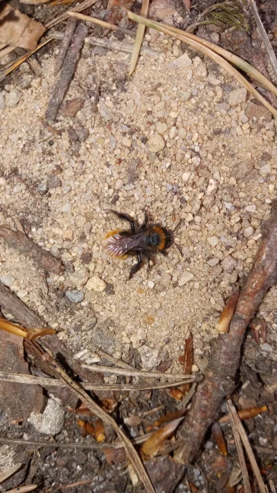 kartofel - Co to za pszczółka kopała norkę na ścieżce w lesie? Była malutka około 10m...