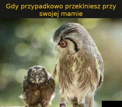 F.....x - #zwierzaczki #smiesznyptaszek #ptaki #sowy #humorobrazkowy #heheszki