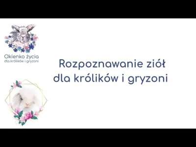soadfan - Kolejny film edukacyjny nt. żywienia #kroliczaopieka #krolik #zwierzaczki o...