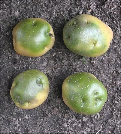 hahacz - @dzieju41: Zielone ziemniaki zawieraja trujaca solanine...
https://pl.wikip...