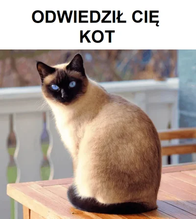 K.....u - #heheszki #humorobrazkowy #koty #memy