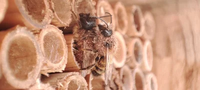 JedenDwaTrzy_ - Takie kulki na pszczołach to normalne? Jakiś posklejany pyłek czy co ...