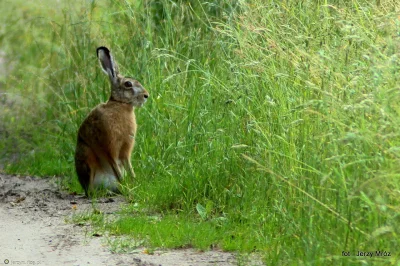 defoxe - To był precyzyjny kacapski ostrzał. Polowali na zająca.
Zając po ostrzale:
...