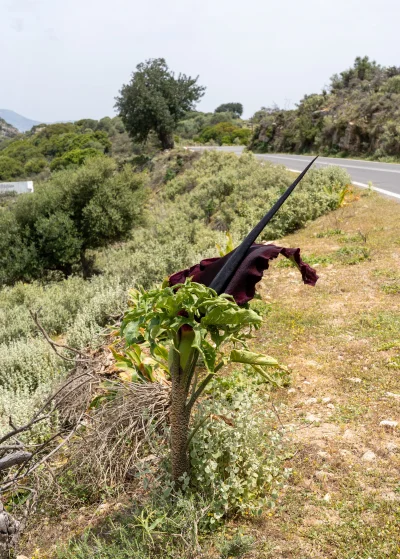 asdfghjkl - dziko rosnący dracunculus vulgaris aka smocza lilia w okresie kwitnienia ...