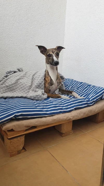 Auth - Miejscówka dla psa na balkonie ogarnięta. Ale teraz będzie wygrzewanie się w s...