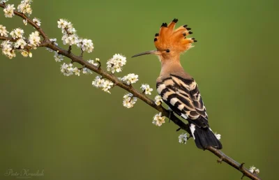 Lifelike - Dudek (Upupa epops)
Głos
Autor
#photoexplorer #fotografia #ornitologia ...