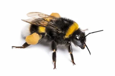 MaxPB - @fanmarcinamillera: Ta pszczoła mi wygląda na trzmiela `