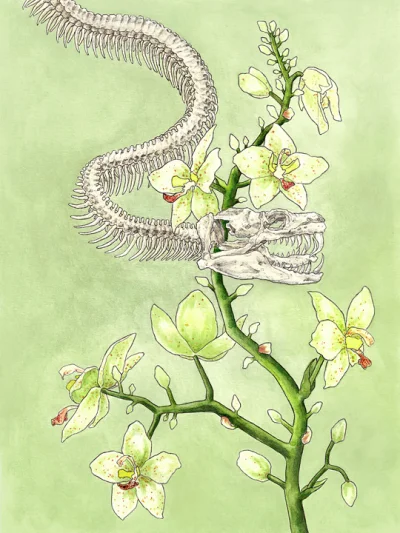 Borealny - Snake and Orchid, 2020