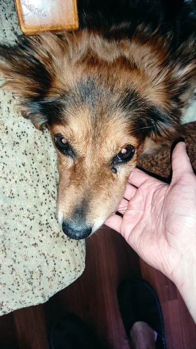 Anty_Chryst - Kurła mirasy i mirabelki, dałem mojemu psu wczoraj jakieś ucho wędzone ...