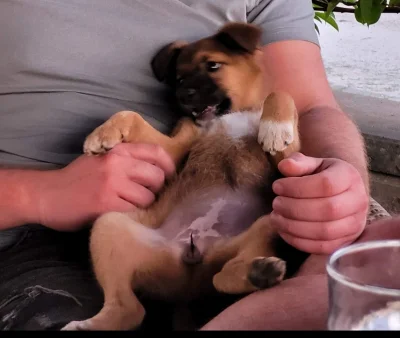 demooon - #pytaniedoeksperta #psy Czy to stworzenie na zdjęciu to pies czy suka?