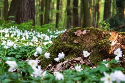 Przemek-195cm - Dzielę się swoim wysrywem fotograficznym.
#fotografia #natura #las #k...