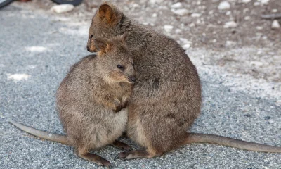 hcbadixhc - Dzisiaj taka towarzyska przytulająca Quokka, może to głupie, ale chcę kie...