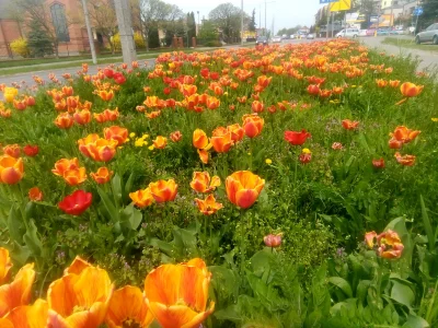 KubaGrom - Takie widoki w mieście
#bialapodlaska #kwiaty