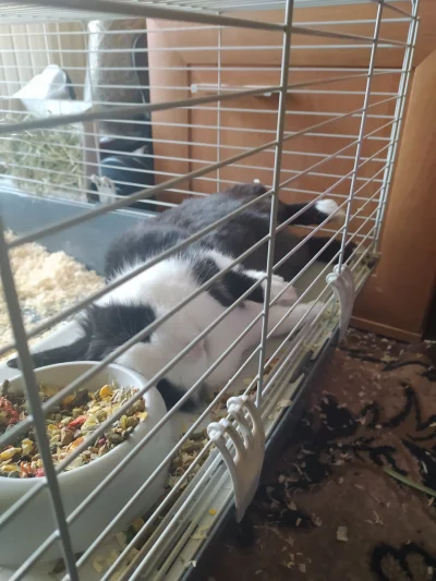 Agui94 - Mój króliczek sobie odpoczywa #pokazpsa #pokazkota #zwierzaczki