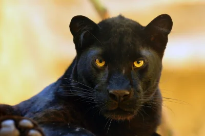 sha4ky - To jest czarna pantera, to w filmie to najwyżej czarne mały albo czarna pato...