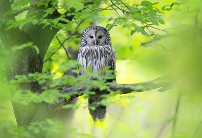 Lifelike - Puszczyk uralski (Strix uralensis)
Głos
Autor
#photoexplorer #fotografi...